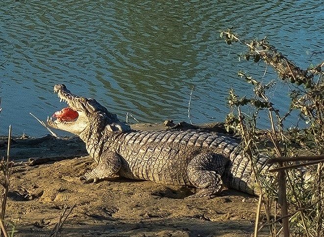 حمله گاندو این بار به یک جوان روستایی/ مردمی که جاده ندارند و از مسیر گاندوها تردد میکنند! +عکس حمله گاندو این بار به یک جوان روستایی/ مردمی که جاده ندارند و از مسیر گاندوها تردد میکنند! +عکس