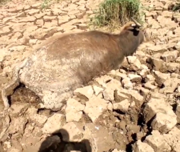 معیشت و جان مردم خوزستان در خطر است/ مرزداران را مجبور به ترک مناطق مرزی نکنید