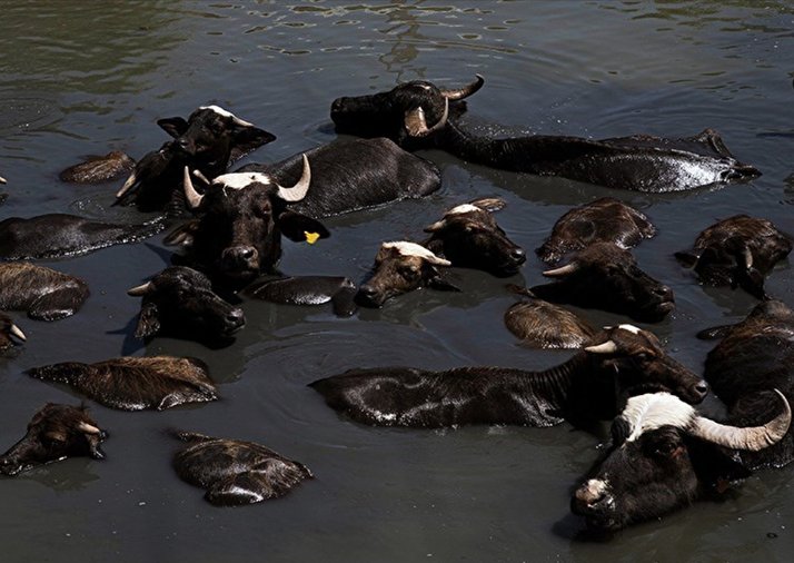 مرگ تدریجی حیات وحش در هورالعظیم مرگ تدریجی حیات وحش در هورالعظیم