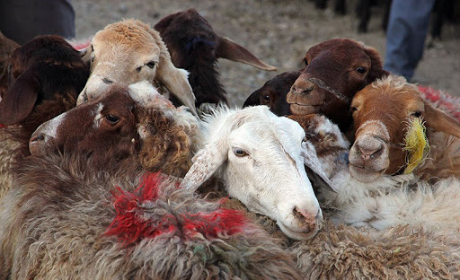 مردم از ذبح خارج از کشتارگاه و میادین دام خودداری کنند مردم از ذبح خارج از کشتارگاه و میادین دام خودداری کنند