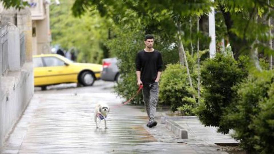 هیچ مصوبه‌ای درباره ممنوعیت سگ گردانی نداریم