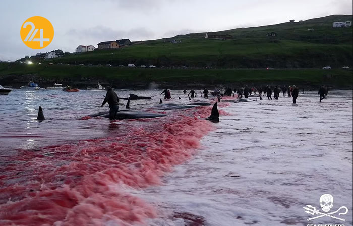 قتل عام نهنگ&zwnj;ها سنتی قدیمی در جزایر فارو