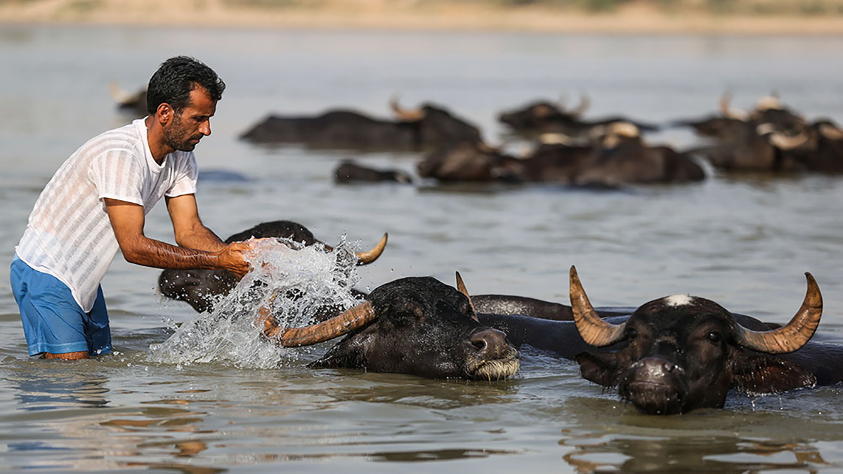 گاومیشهای خوزستان گاومیشهای خوزستان