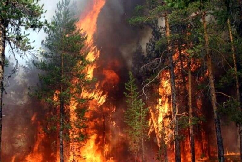 پشت پرده آتش‌سوزی در جنگل‌های ایران