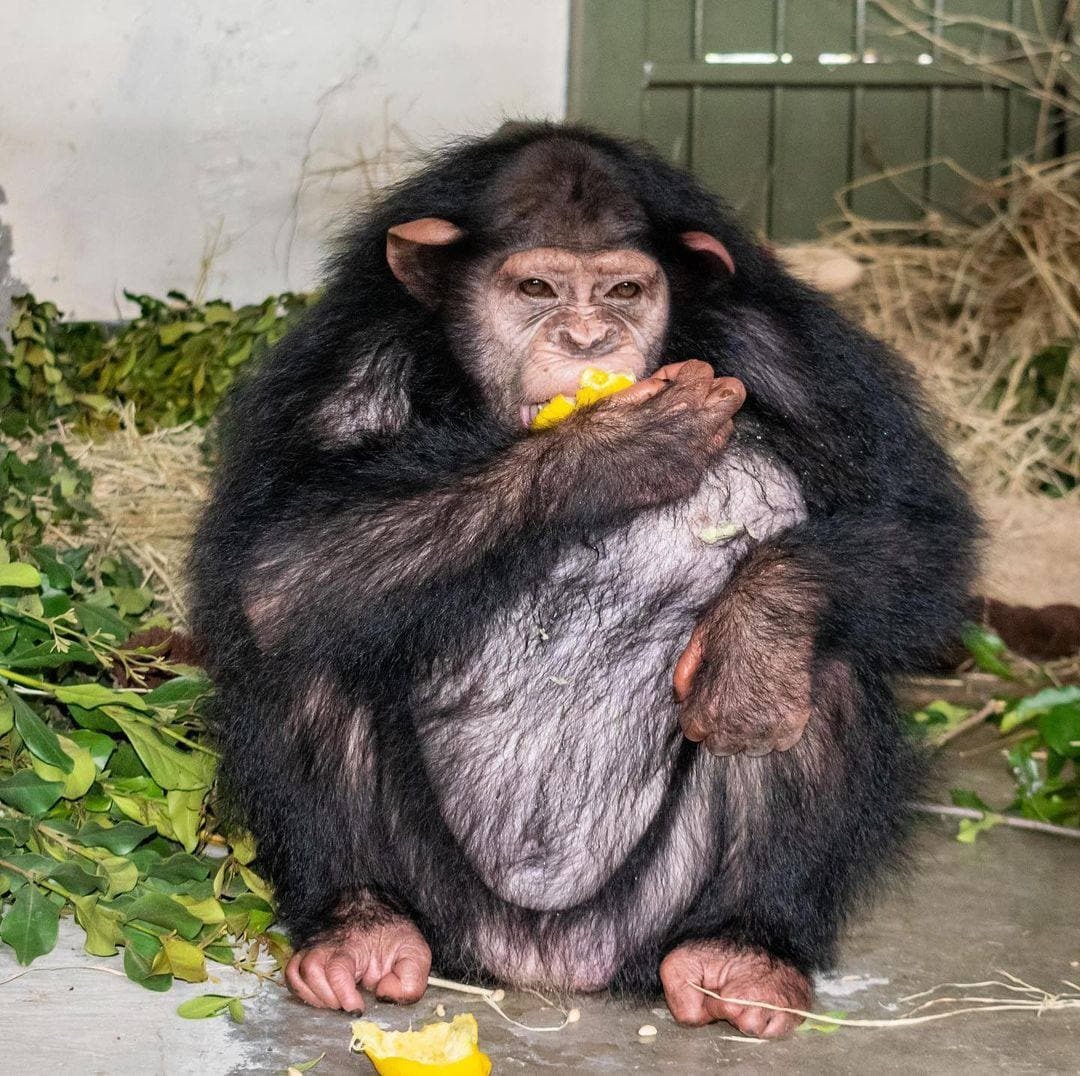 آخرین وضعیت شامپازه ایرانی در کنیا