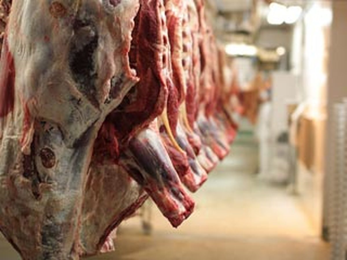 زنگ خطر درباره کشتار دام‌های سبک/ کمبود دام و افزایش قیمت گوشت در راه است؟