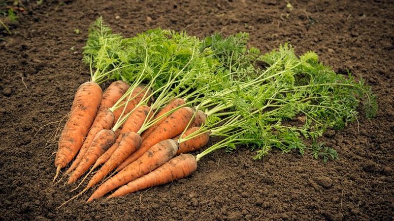 افزایش عجیب قیمت هویج