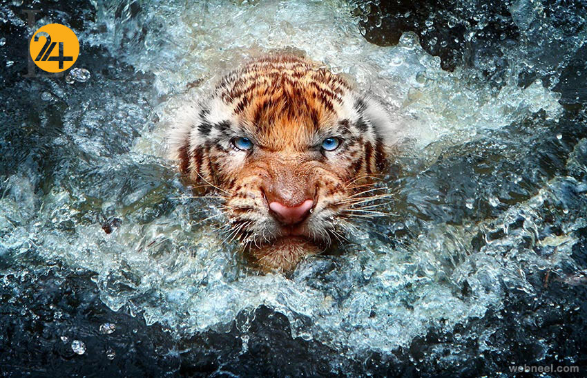 زیباترین عکسها از دنیای عجیب حیوانات زیباترین عکسها از دنیای عجیب حیوانات