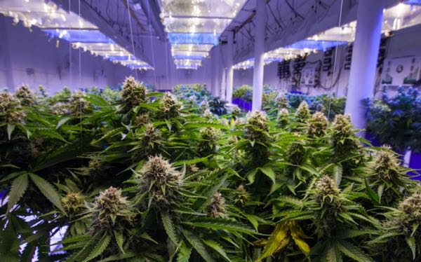 خرید و فروش گل در تهران چقدر درآمد دارد؟