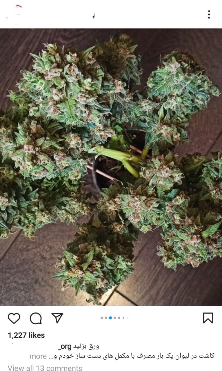 خرید و فروش گل در تهران چقدر درآمد دارد؟