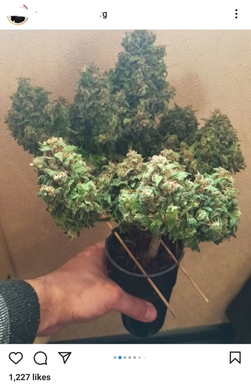 خرید و فروش گل در تهران چقدر درآمد دارد؟