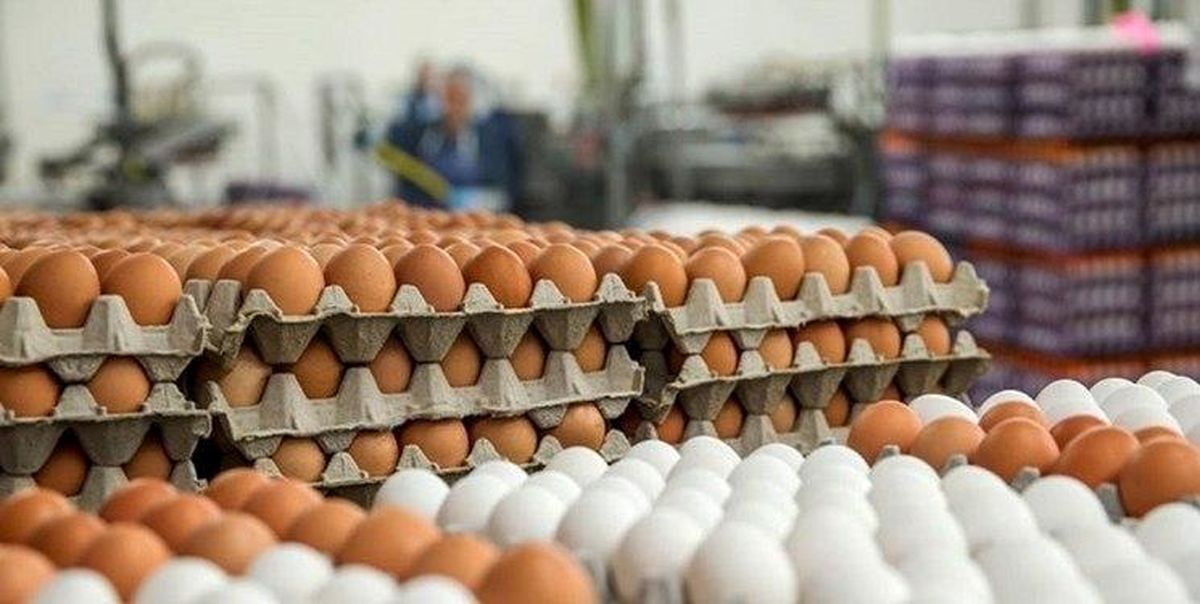 قیمت هر شانه تخم مرغ از ۵۰ هزار تومان فراتر رفت