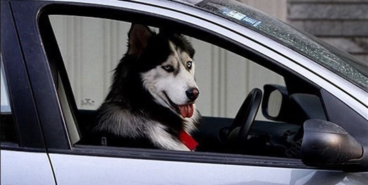 برخورد جدی با حیوان گردانی در خودرو برخورد جدی با حیوان گردانی در خودرو