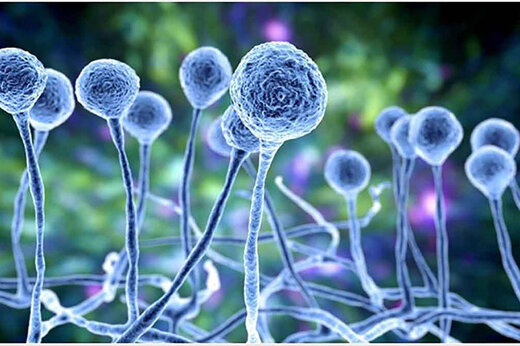 داروی قارچ سیاه 