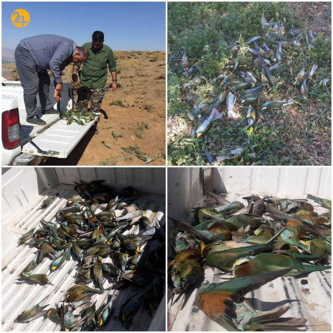 برخورد با عاملین مرگ دهها قطعە پرندە زنبور خوار در اشنویه برخورد با عاملین مرگ دهها قطعە پرندە زنبور خوار در اشنویه