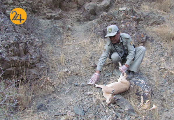 بررسی آخرین وضعیت بیماری طاعون نشخوارکنندگان کوچک
