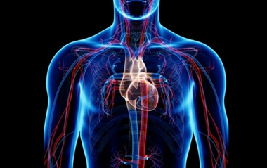 بهترین گزینه های غذایی برای بهبود جریان خون! بهترین گزینه های غذایی برای بهبود جریان خون!