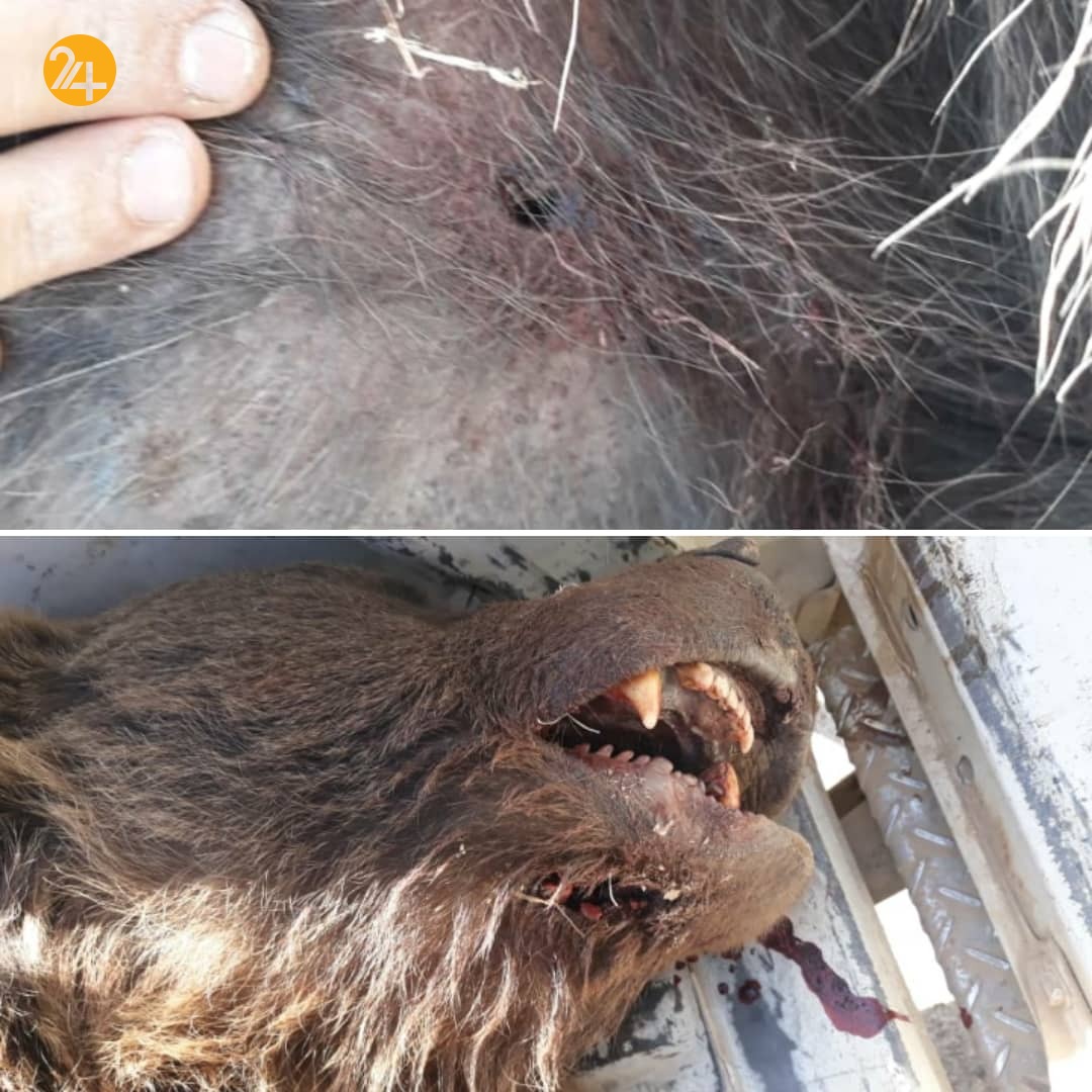 کشته شدن یک خرس در فیروزکوه