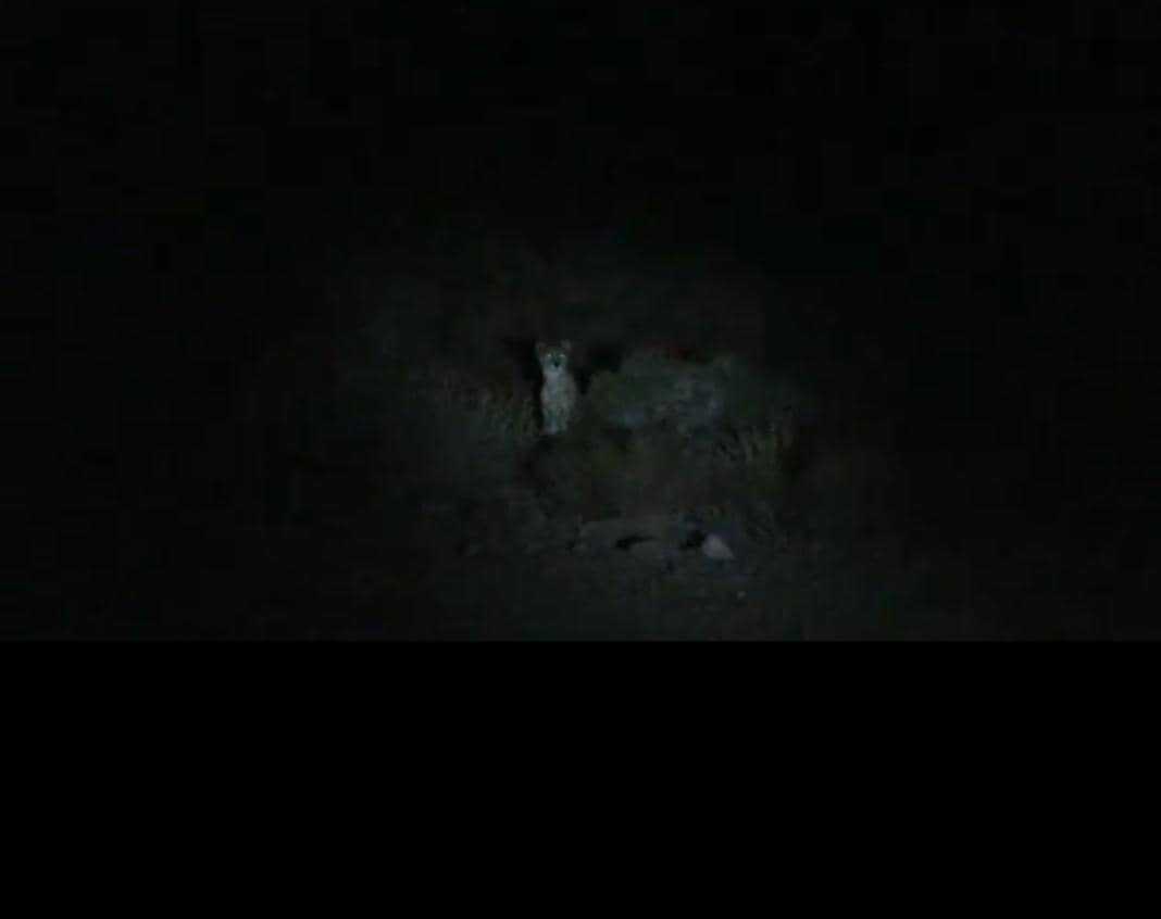 مشاهده یک قلاده یوز آسیایی به همراه ۲ توله در خراسان شمالی