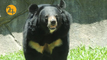 خرس سیاه بلوچی در خطر انقراض