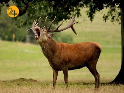 گردشگران درکمین مرال‌ها