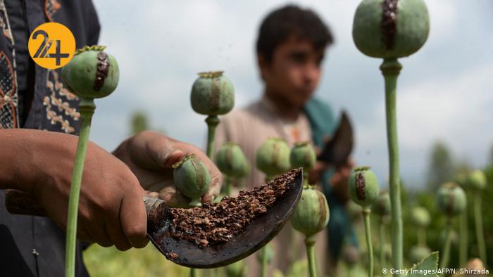 مزارع کشت خشخاش در افغانستان