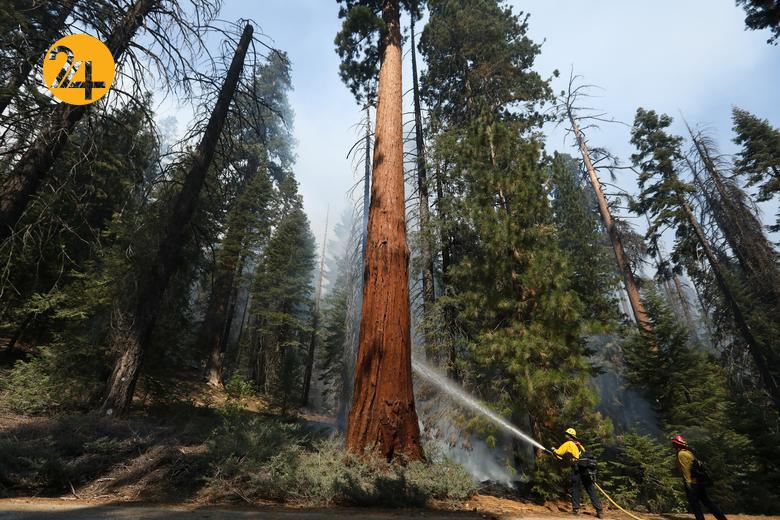 سوختن درختان کهنسال جنگل ملی سکویا در کالیفرنیا