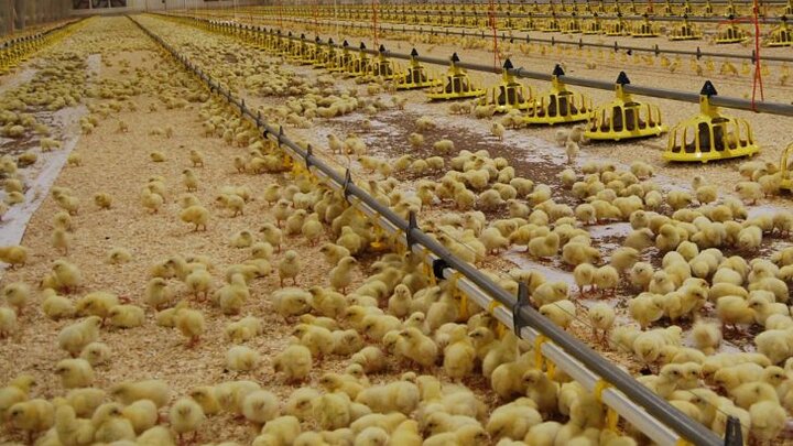 قیمت جوجه یکروزه از ۱۰ هزار تومان گذشت/ افزایش فشار‌ها بر مرغداران گوشتی
