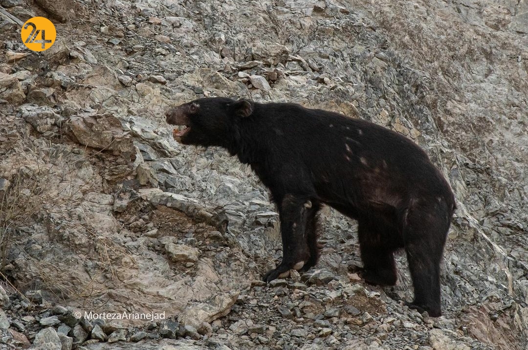 خرس سیاه آسیایی در مدرسه شهر رودان