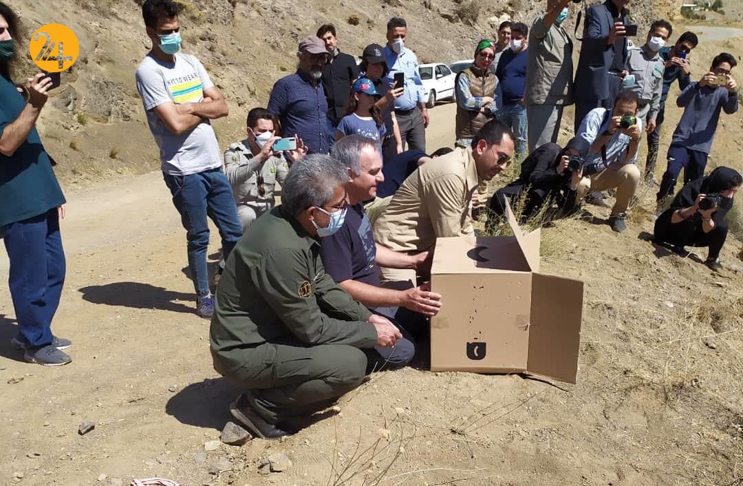 رهاسازی پرندگان شکاری در طبیعت البرز