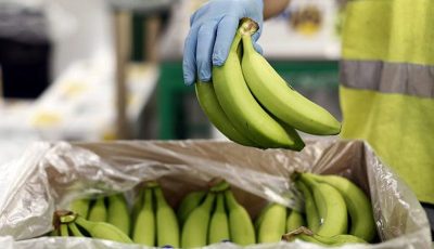 موز گران شد موز گران شد