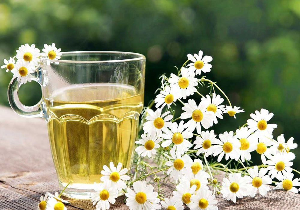قاتل بی رحم زخم معده، سنگ کلیه و بواسیر از راه رسید خواص بابونه