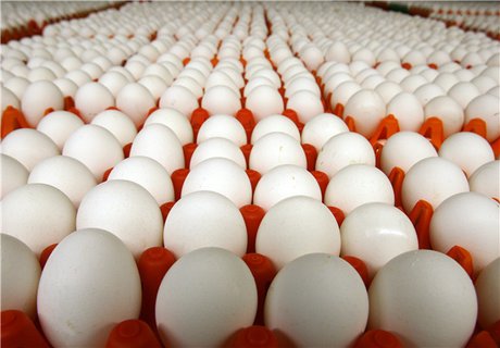 عرضه گسترده تخم مرغ با نرخ جدید از امروز