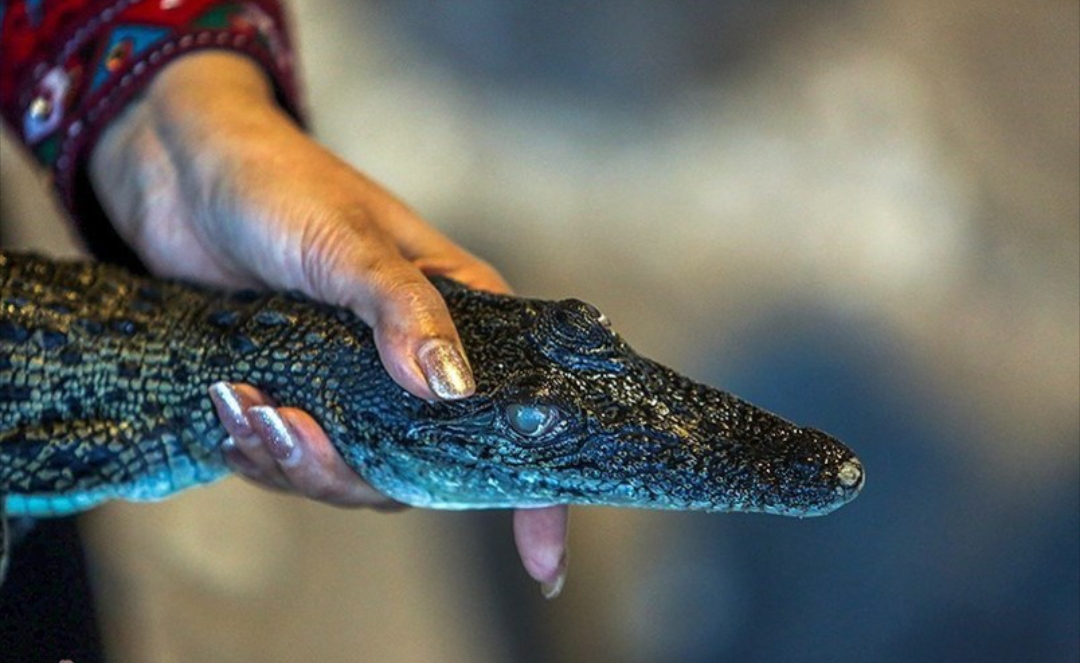 مزرعه کروکودیل مشهد با هدف تکثیر, پرورش و گردشگری است/ هیچ مجوزی برای کشتار کروکودیل‌ها صادر نمی‌کنیم.