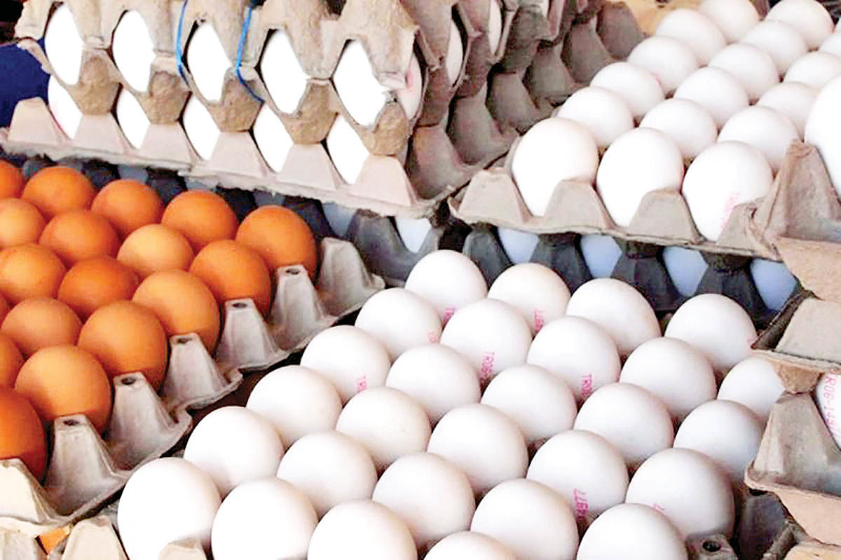 ممنوعیت صادرات تخم مرغ/ قیمت تخم‌مرغ وابسته به قیمت دلار