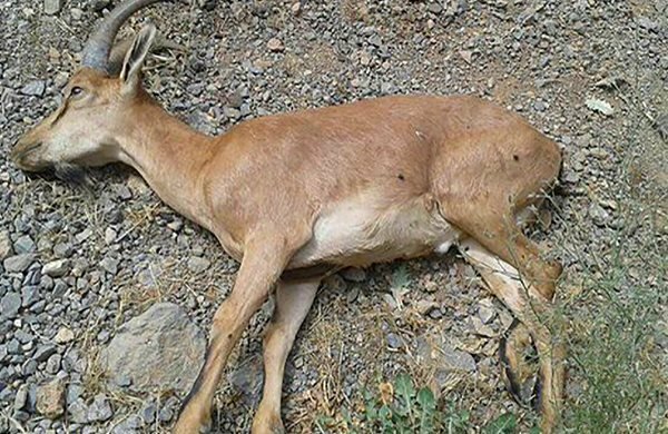 طاعون نشخوارکنندگان