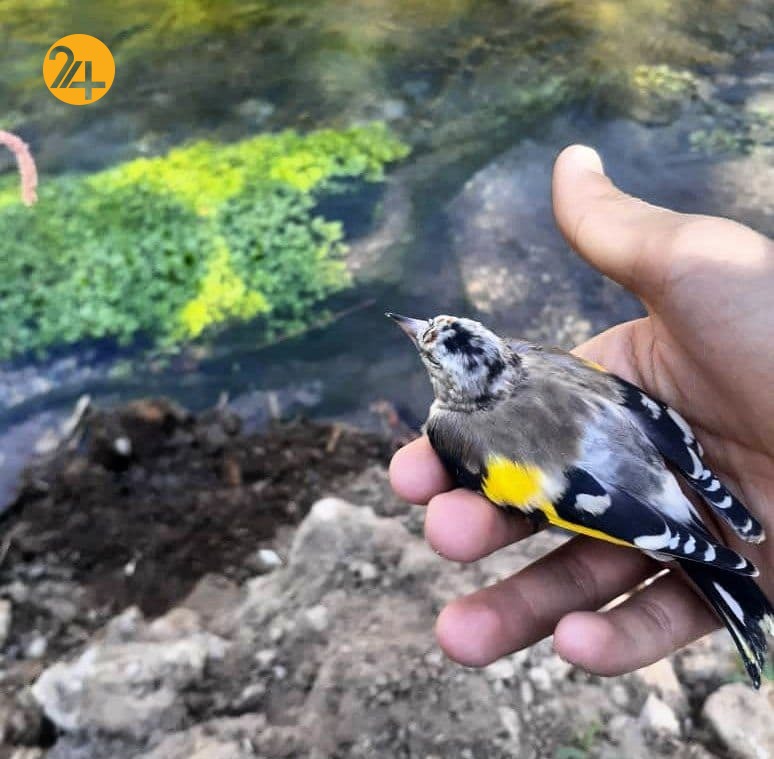 کشف ۱۵۰ قطعه سهره طلایی در ارومیه