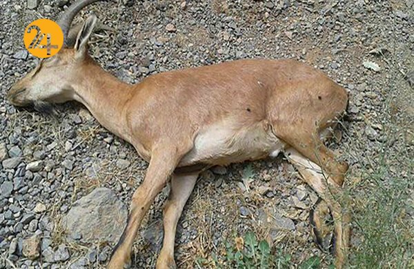 طاعون در حیات وحش طاعون در حیات وحش