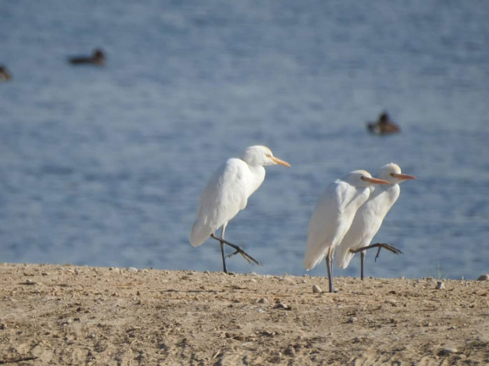 برگزاری تور پرنده نگری به مناسبت روز جهانی پرندگان مهاجر