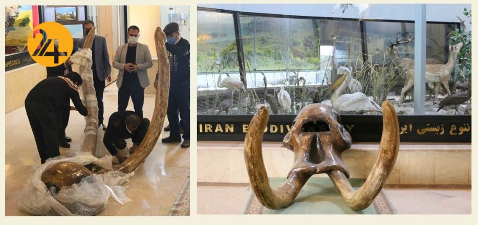 جمجمه ۹ میلیون ساله فیل ماستودونت در پارک پردیسان جمجمه ۹ میلیون ساله فیل ماستودونت در پارک پردیسان