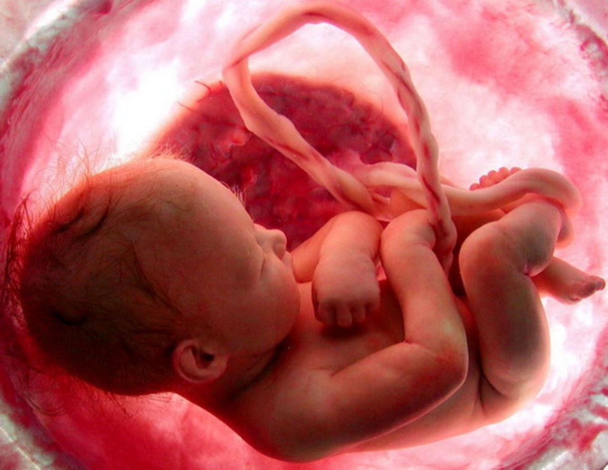 کار با درآمدبالا مخصوص زنان جوان؛ اجاره رحم، فروش تخمک و صیغه بارداری