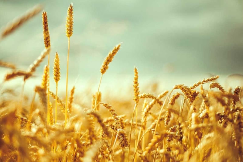 کمبود آرد و گندم جدی است؟