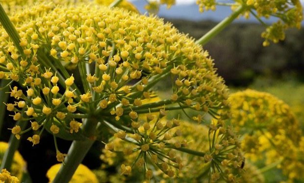 اگر زود عصبی میشوید این گیاه را فراموش نکنید باریجه