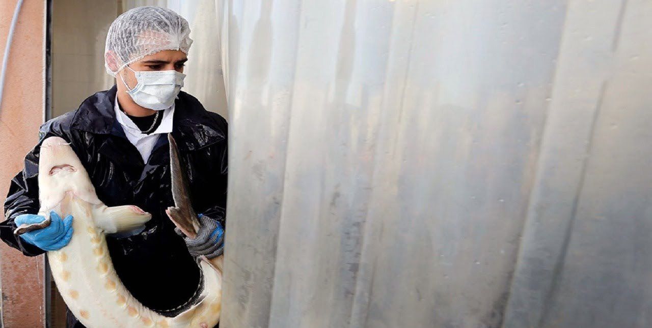 ماهی خاویار