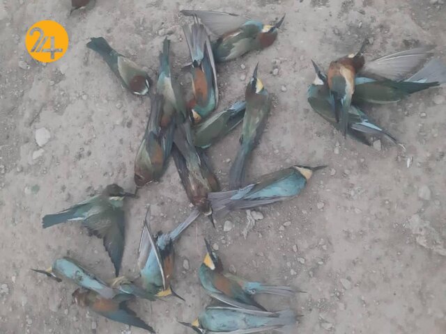 کشتار گسترده ی زنبورخوارها در نورآباد استان فارس کشتار گسترده ی زنبورخوارها در نورآباد استان فارس