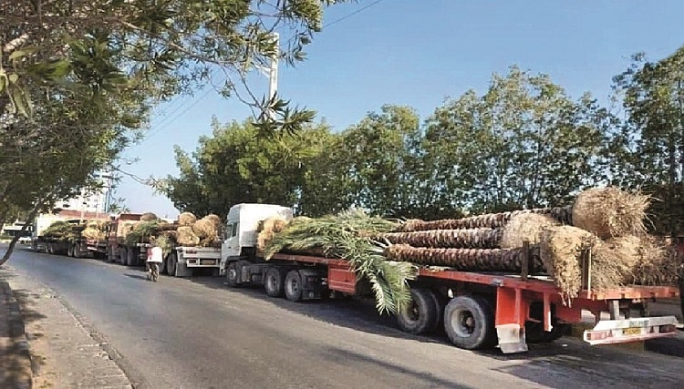 صادرات نخل ایران به قطر