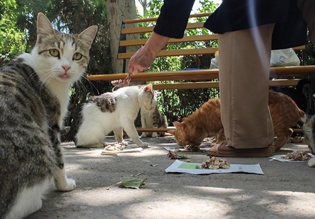 جریمه نگهداری حیوانات