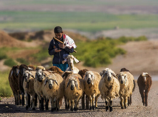 استخدام چوپان در ارمنستان