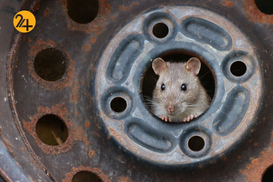 تصاویر برگزیده مسابقه عکاسی کلوزآپ ۲۰۲۱ تصاویر برگزیده مسابقه عکاسی کلوزآپ ۲۰۲۱