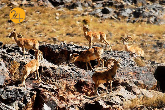 بحران خشکسالی در خراسان جنوبی